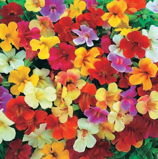 Mimulus (Monkey Flower) Magic Mix - B112A