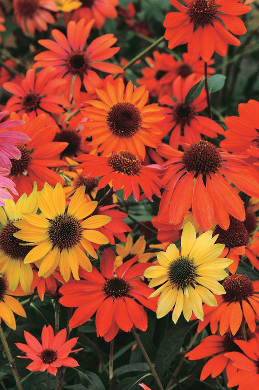 Echinacea Cheyenne Spirit - B113A