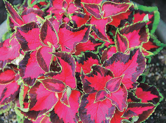Coleus Choc Cvrd Cherries - B115A