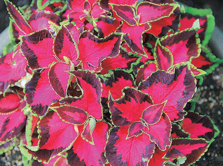 Coleus Choc Cvrd Cherries - B115A