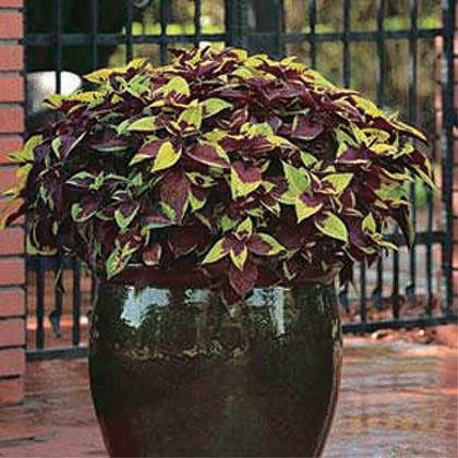 Coleus Pineapple Surprise - B124A
