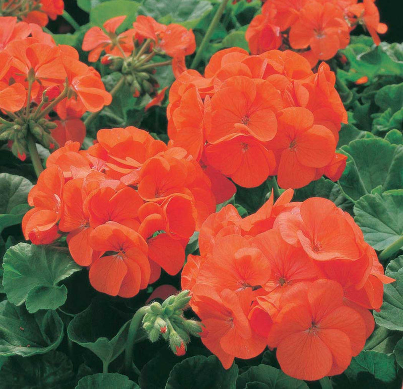 Geraniums Orange Maverick - B133A