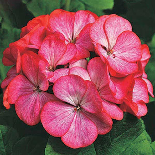 Geranium Scarlet Picotee - B136A