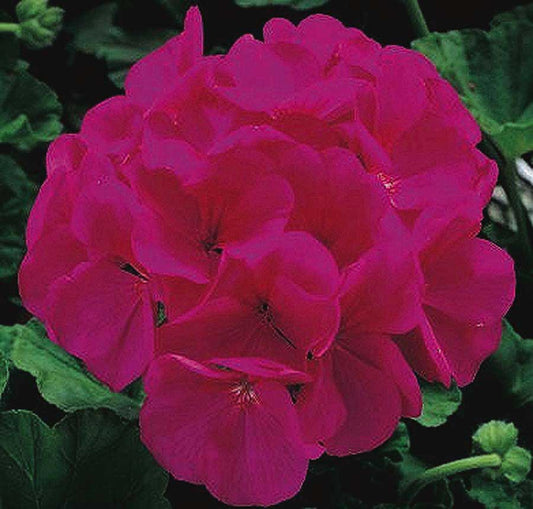 Geraniums New Maverick Series Violet - B141A