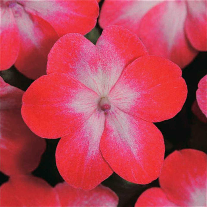 Impatiens Super Elfin Red Starburst - B155A