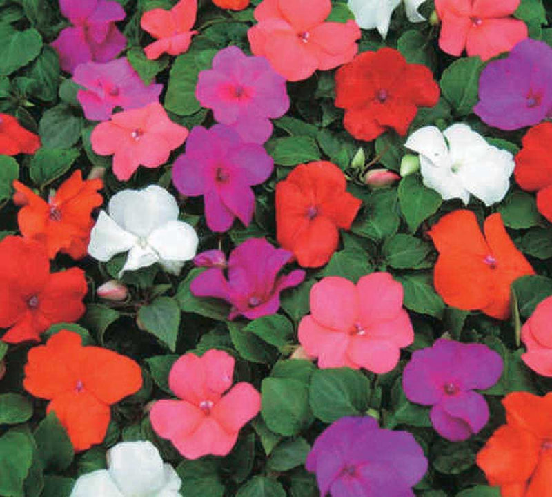 Impatiens Giant-Flowered Super Elfins Blend - B156A
