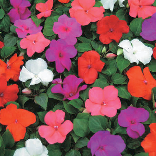 Impatiens Giant-Flowered Super Elfins Blend - B156A