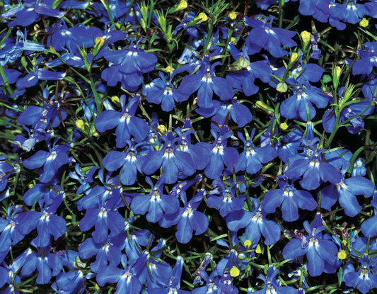 Lobelia Sapphire Trailing - B163A