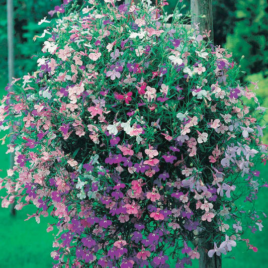Lobelia Color Cascade Mix - B165A