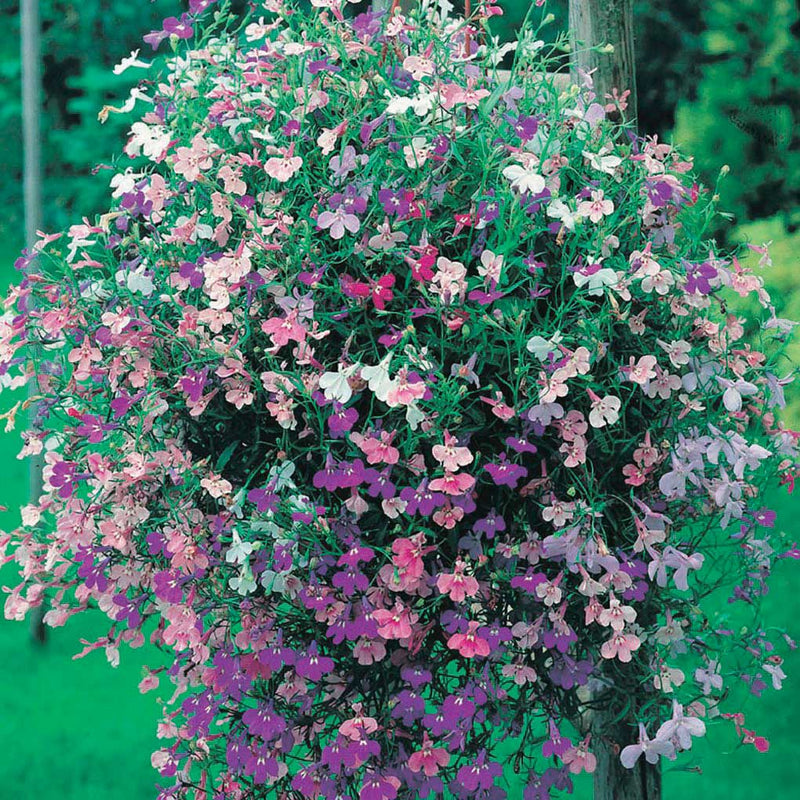 Lobelia Color Cascade Mix - B165A