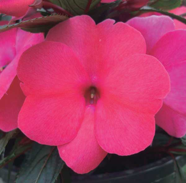Impatiens Giant-Flowered Super Elfins Rose - B171A
