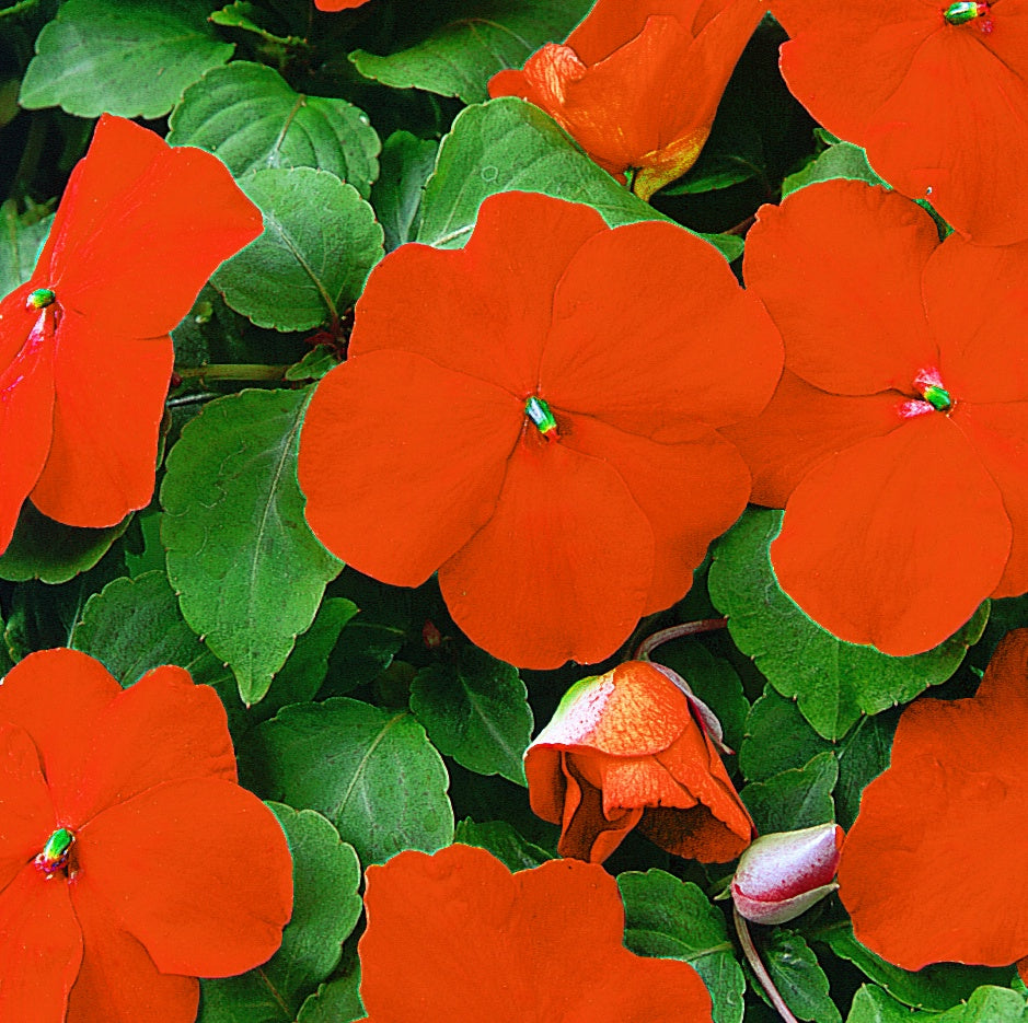 Impatiens Giant-Flowered Super Elfins Orange - B173A