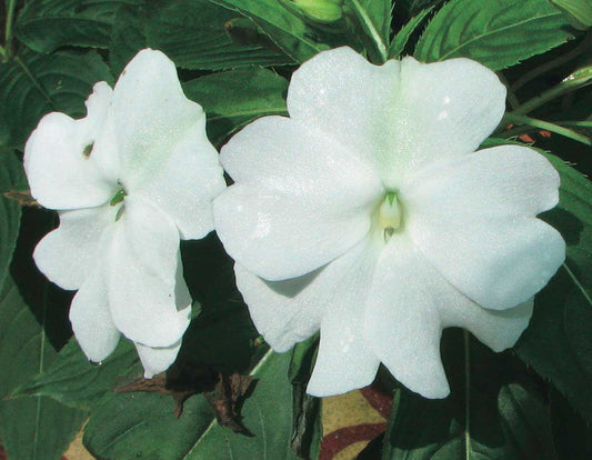 Impatiens Beacon Series White - B177A