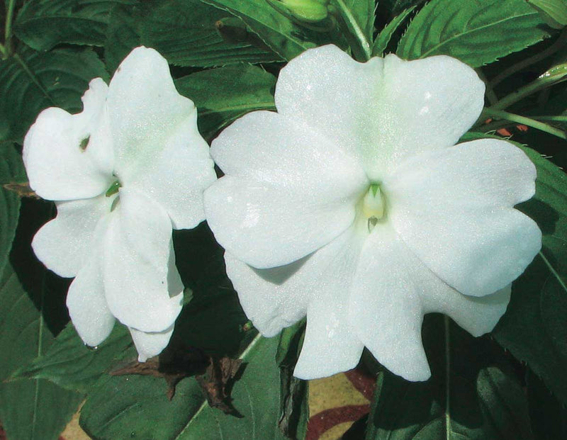 Impatiens Beacon Series White - B177A