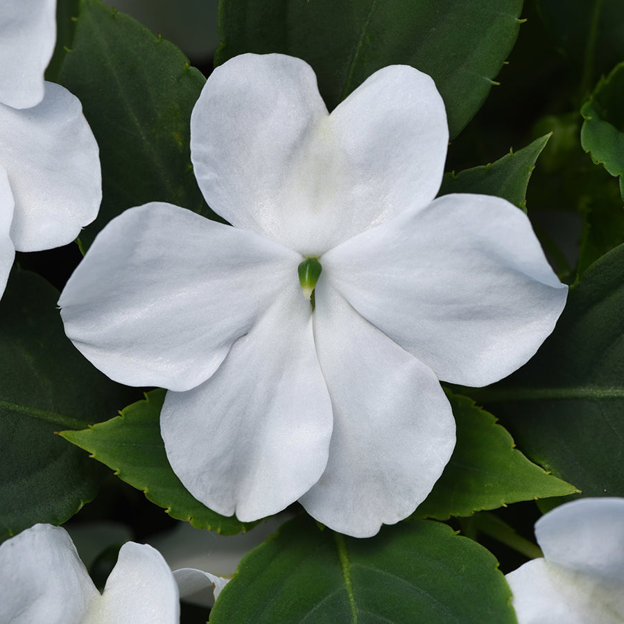 Impatiens Beacon Series White