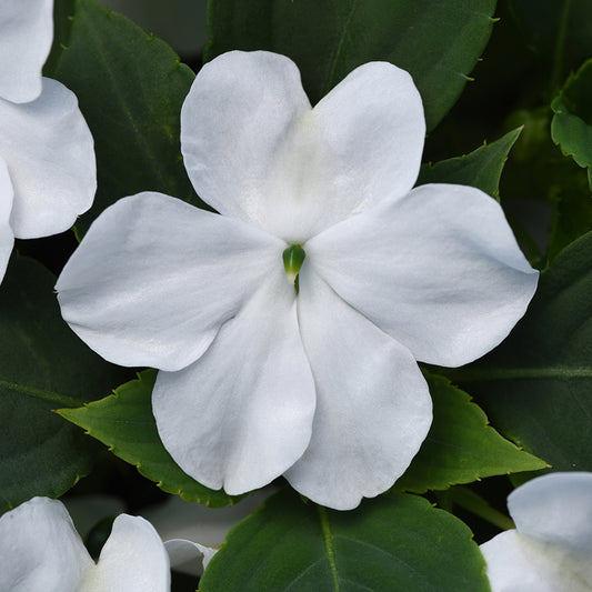Impatiens Beacon Series Blanche