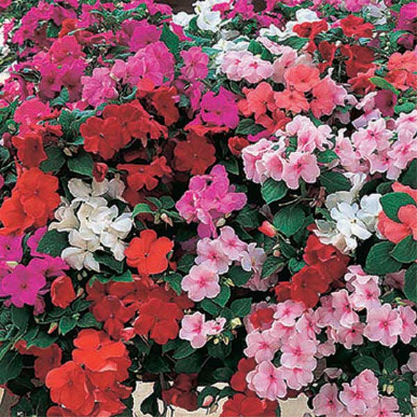 Impatiens Walleriana Premium Mix - B185A