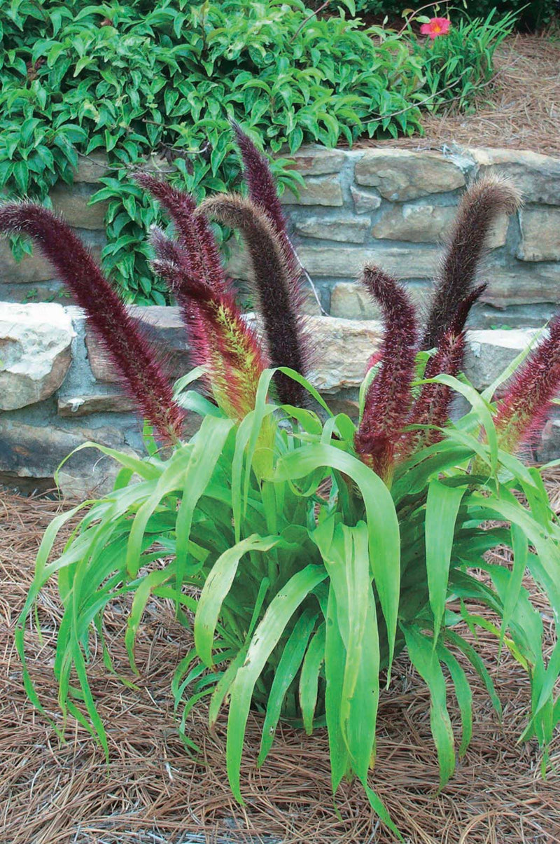 Orn Millet Jade Princess - B189A