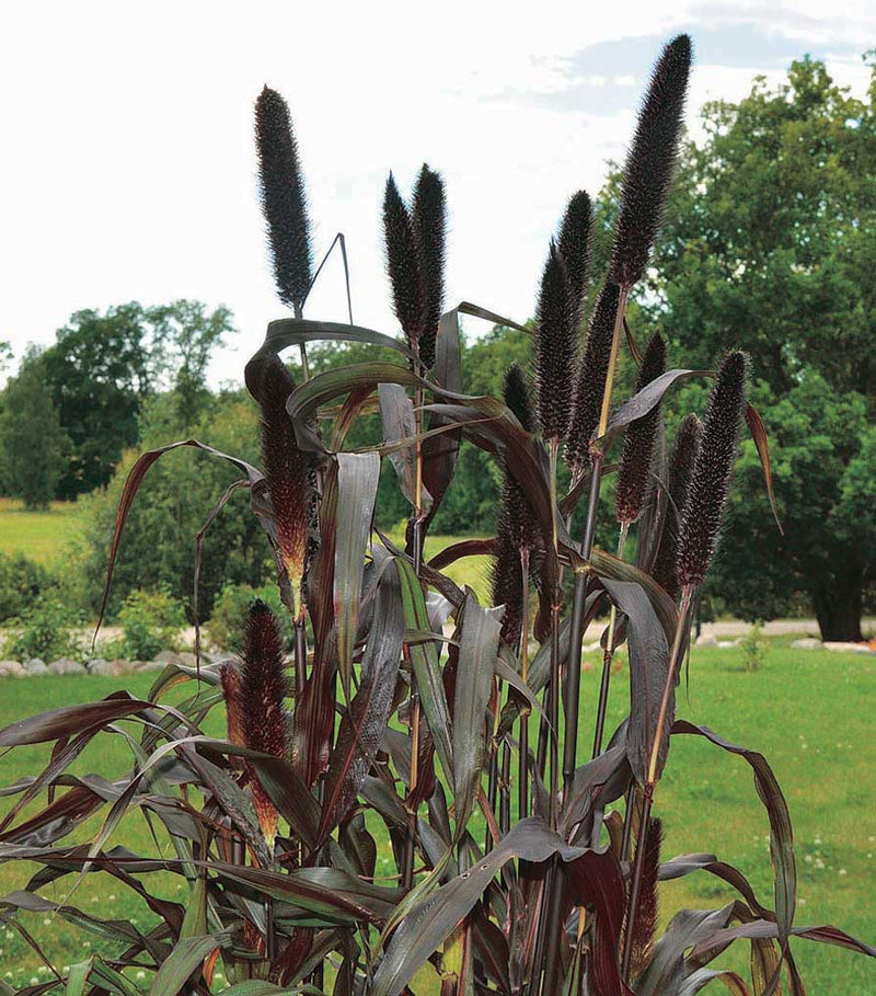 Ornamental Millet Purple Majesty - B190A