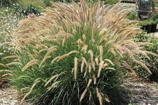 Pennisetum Fuzzy - B199A