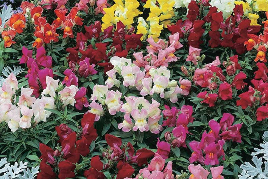 Snapdragon Snaptini Mix - B20A