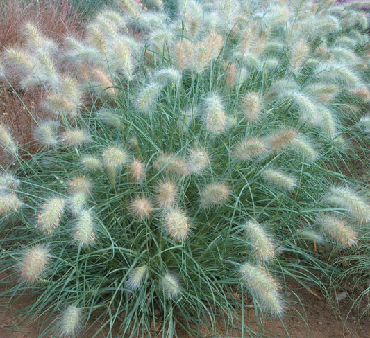 Grass Feathertop - B205A