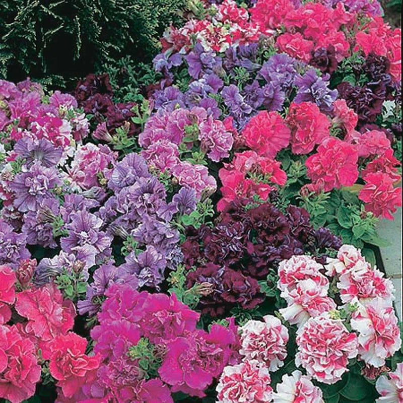 Petunia Grandiflora Double Glorious Mix - B225A