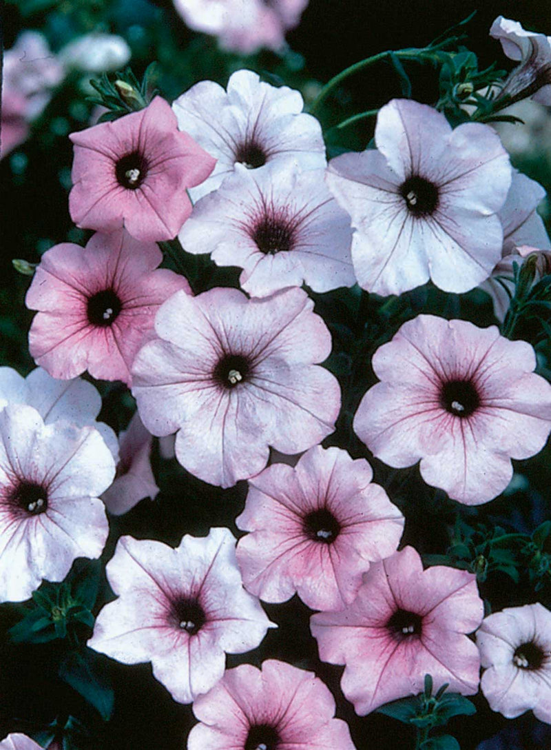 Petunia Tidal Wave Silver - B226A
