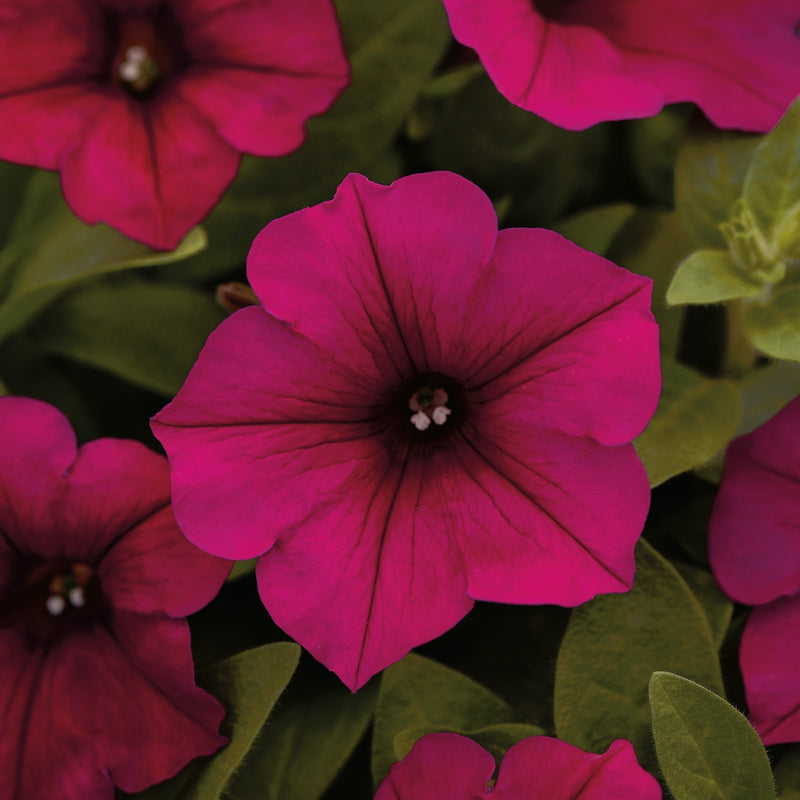 Carmine Velour - B231A