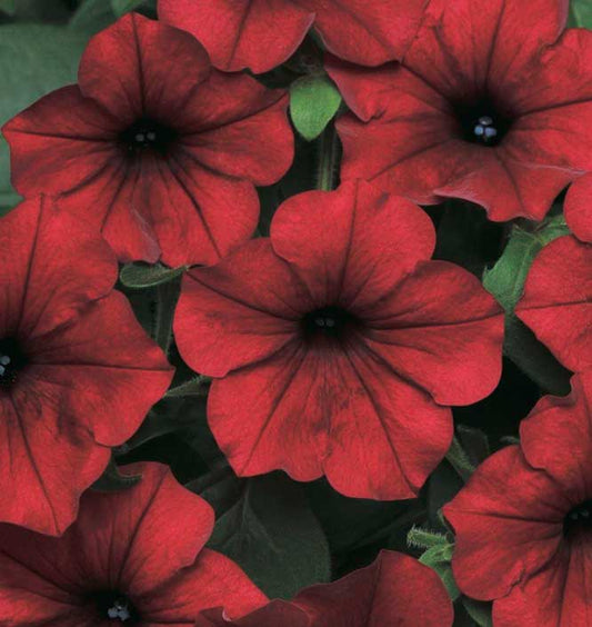 Petunias Tidal Wave Red Velour - B234A