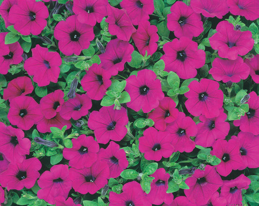 Petunia The "Waves" Series Purple - B235A