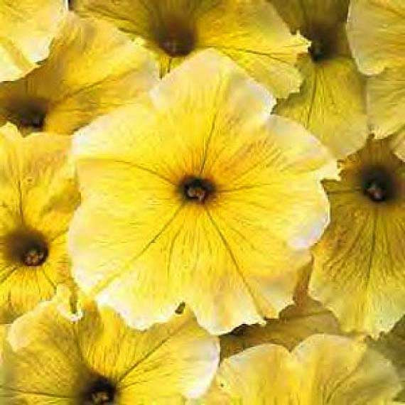 Petunia Easy Wave Yellow - B237A