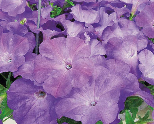Petunia Easy Wave Lavender Sky Blue - B239A