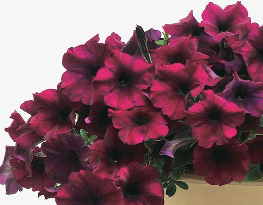 Petunia Easy Wave Burgundy Velour - B240A