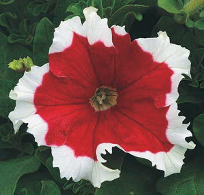 Petunia Grandiflora Fire Frost - B241A
