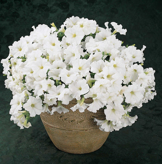 Petunia Easy Wave White - B244A
