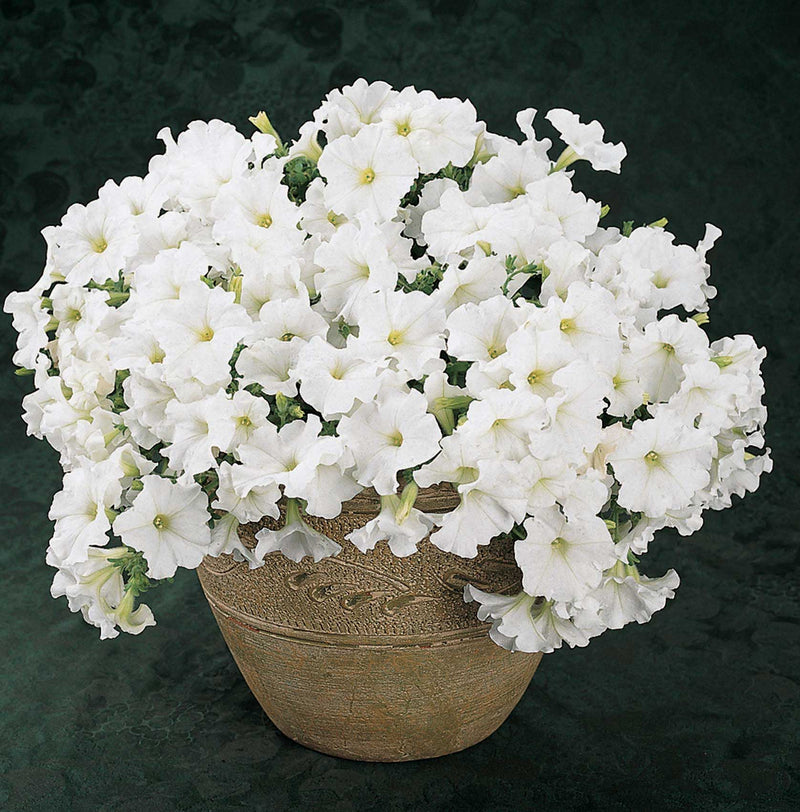 Petunia Easy Wave White - B244A