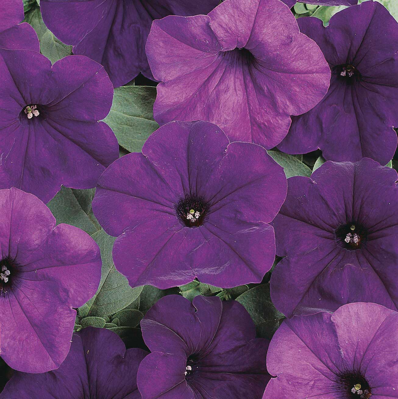 Petunia Easy Wave Blue - B245A