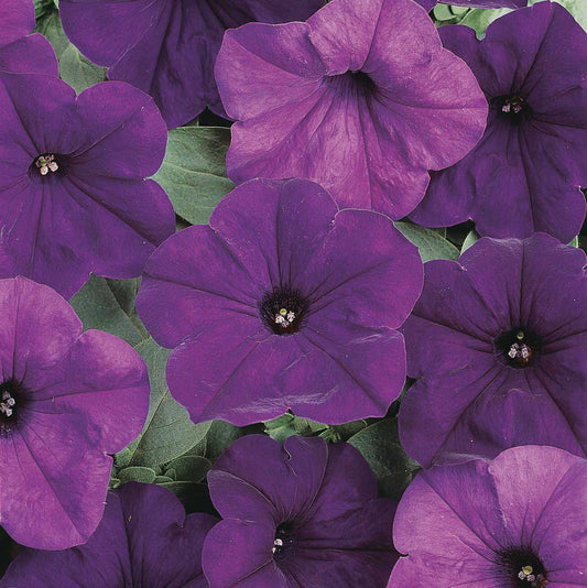 Petunia Easy Wave Blue - B245A