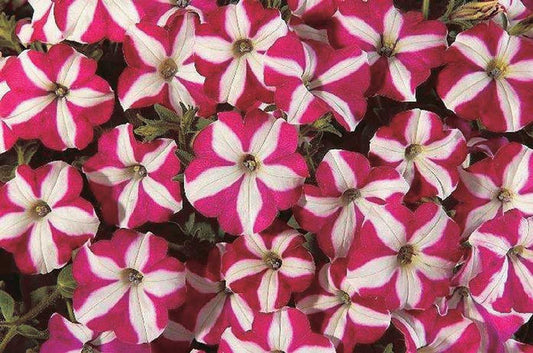 Petunia Easy Wave Burgundy Star - B246A