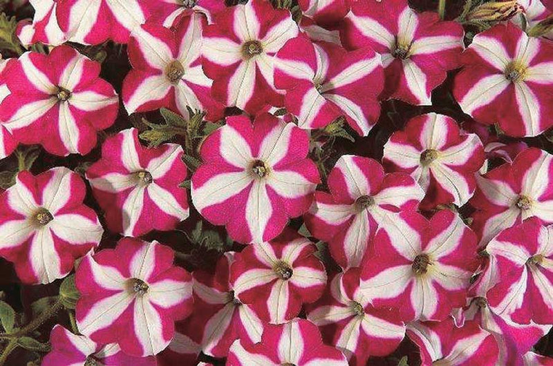 Petunia Easy Wave Burgundy Star - B246A