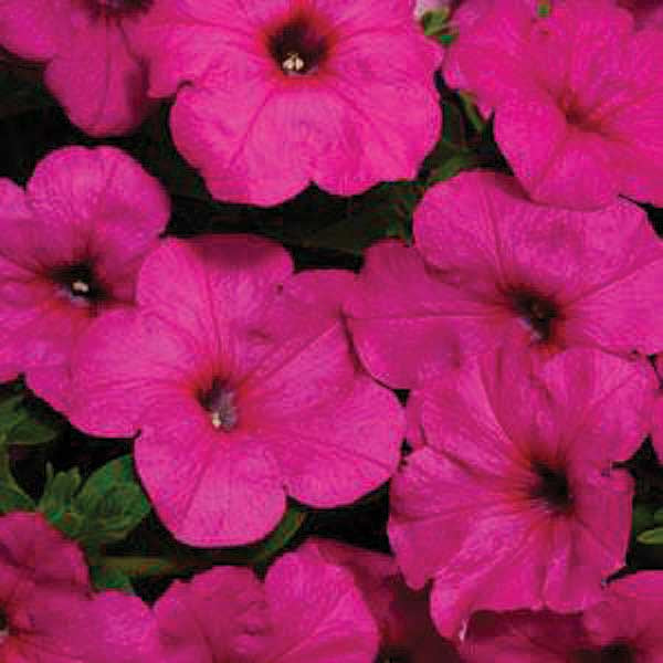 Petunia Easy Wave Neon Rose - B247A
