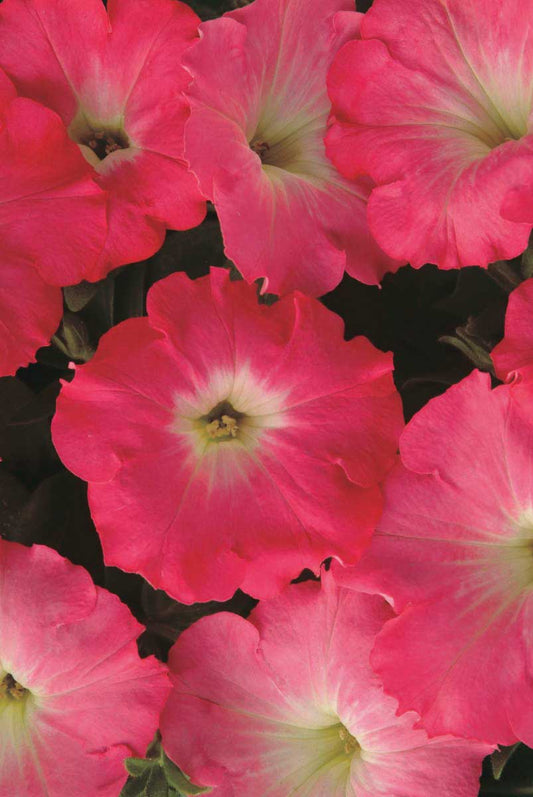 Petunia Easy Wave Rosy Dawn - B248A