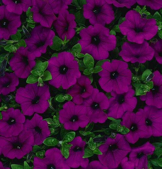 Petunia Supercascade Burgundy - B255A