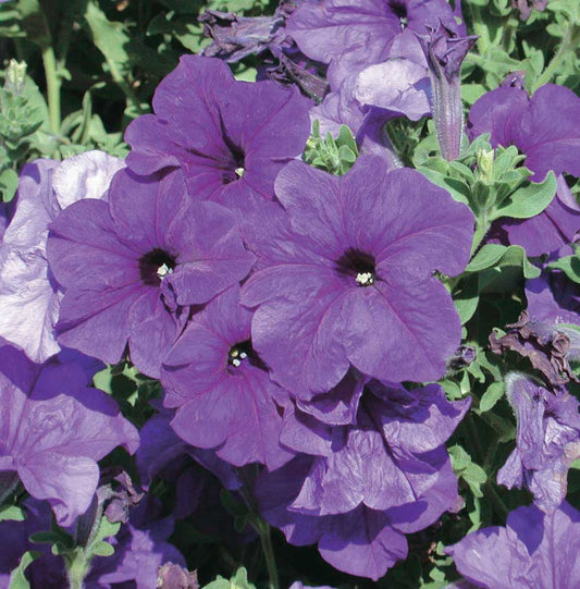 Petunia Blue Storm - B267A