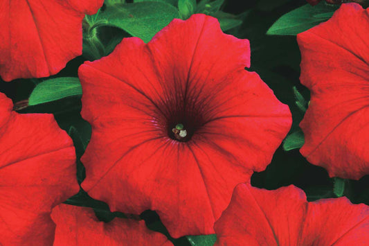 Petunia Red Storm - B268A