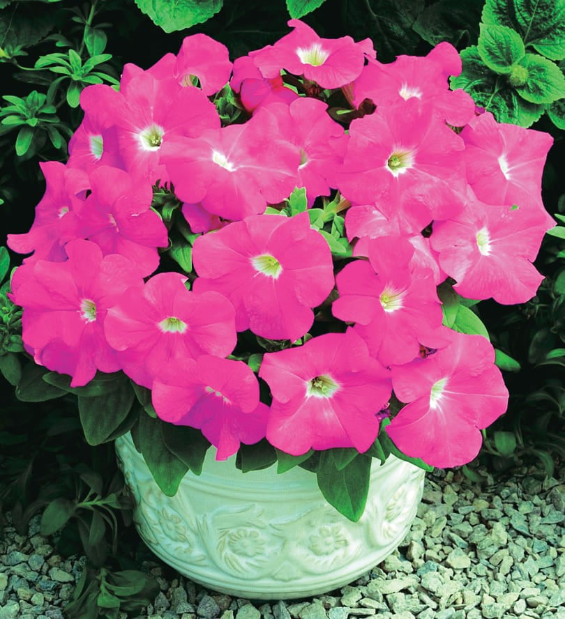 Petunia "Storm" Series Pink - B271A