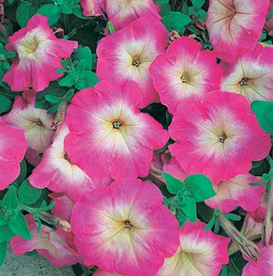 Petunias "Storm" Series Pink Morn - B273A