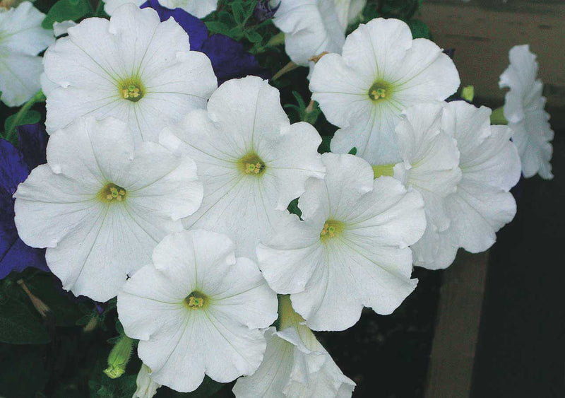 Petunia "Storm" Series White - B274A