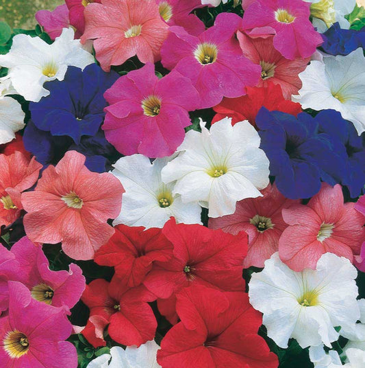 Petunias "Storm" Series Storm Mix - B276A